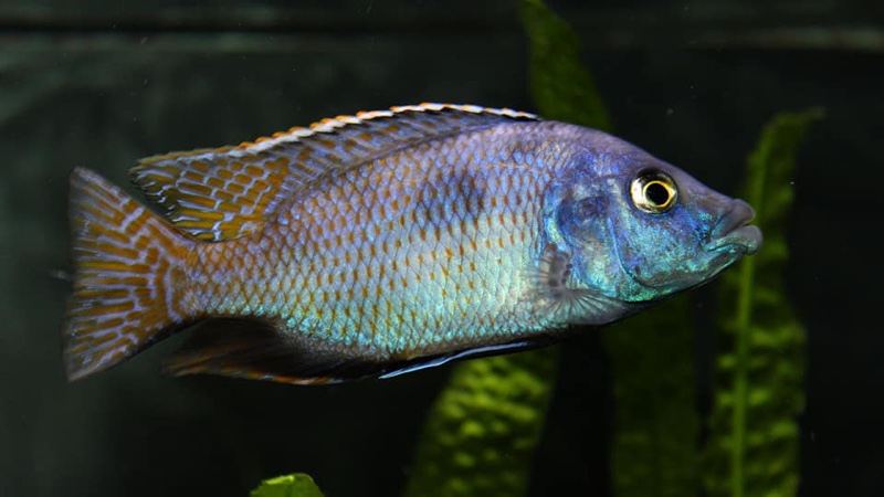 Placidochromis milomo